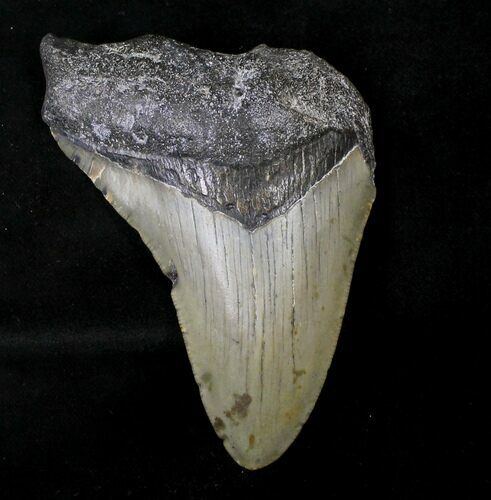 Partial Megalodon Tooth - North Carolina #19053